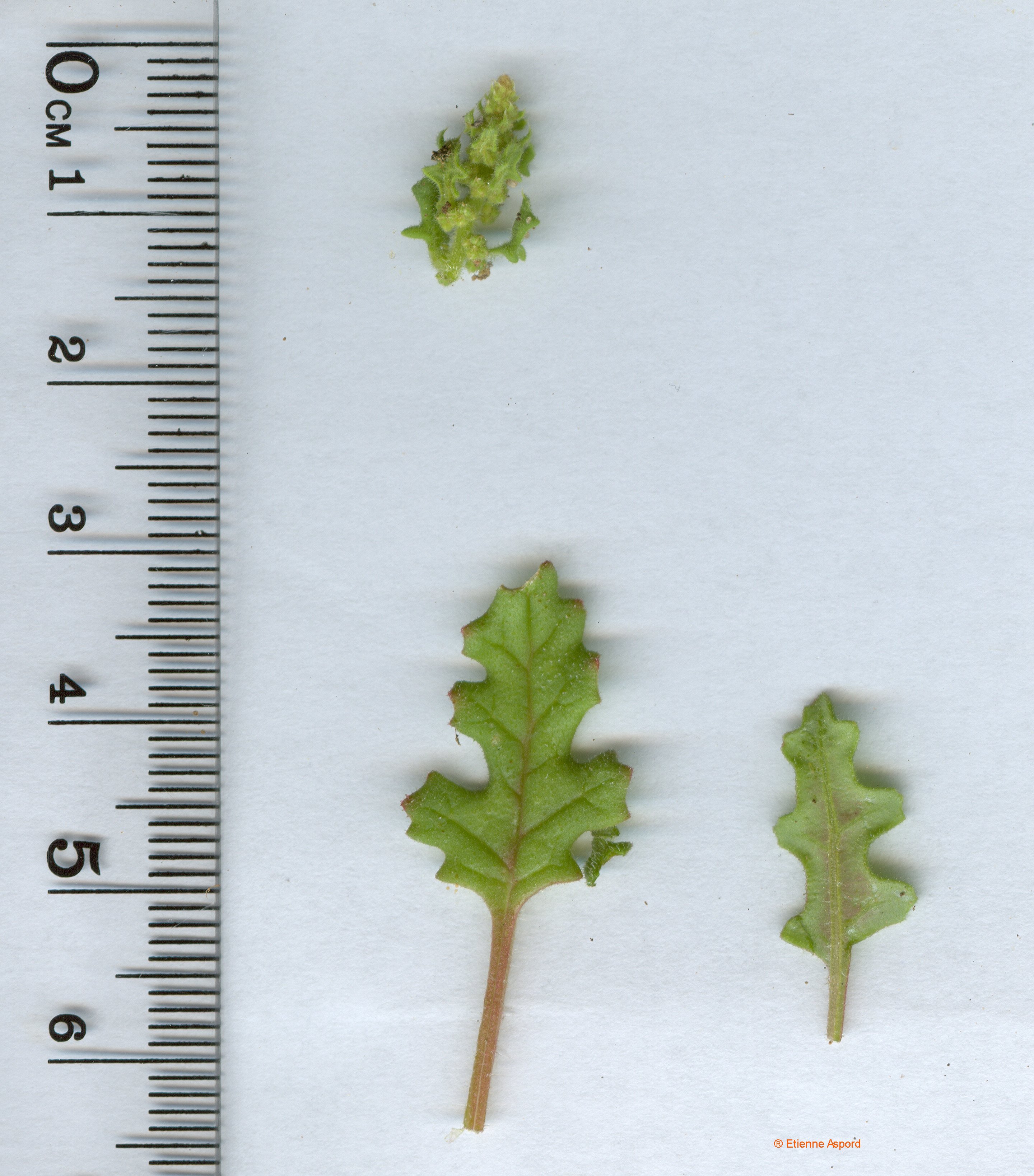 chenopodium botrys