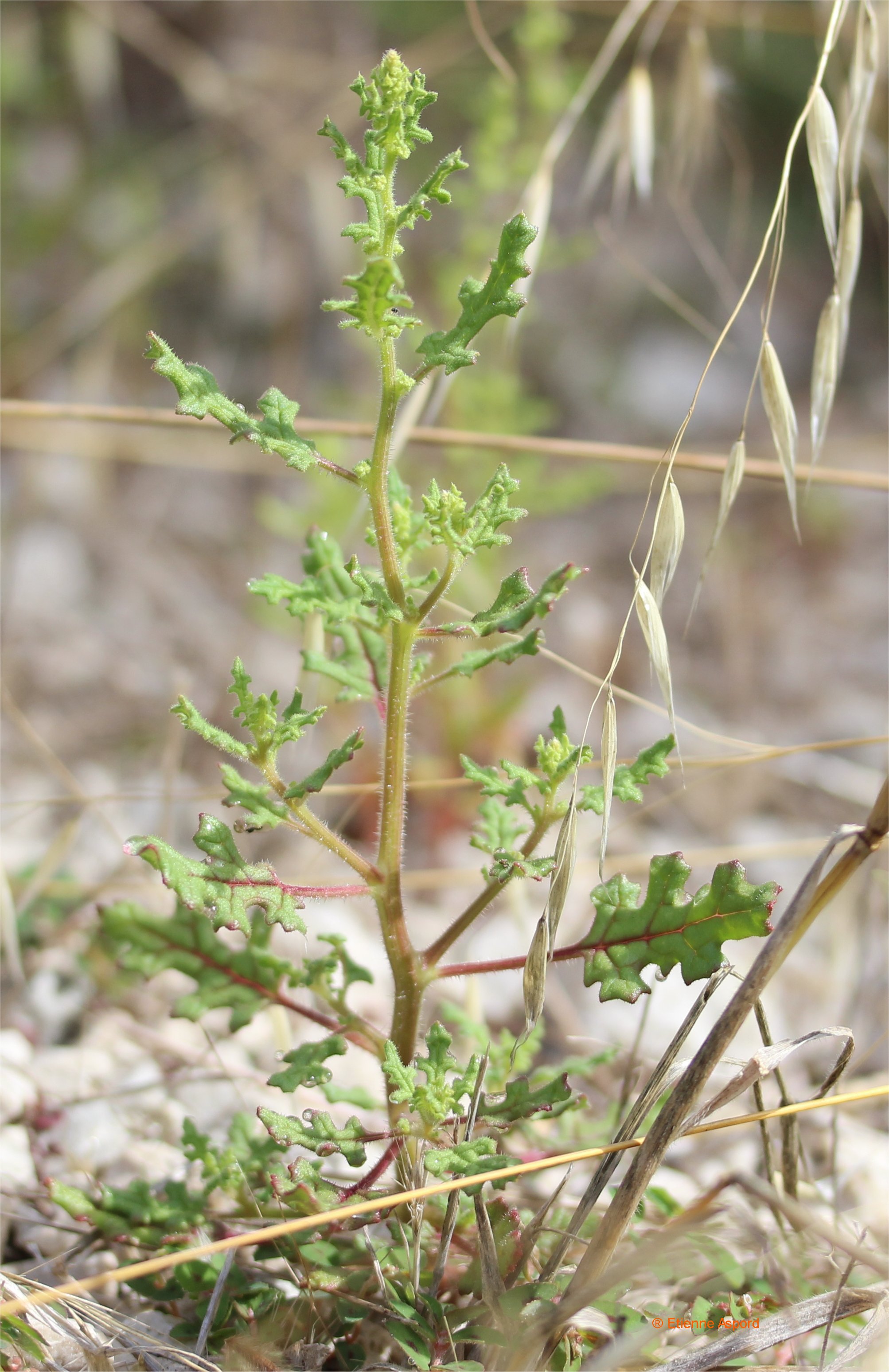 chenopodium botrys