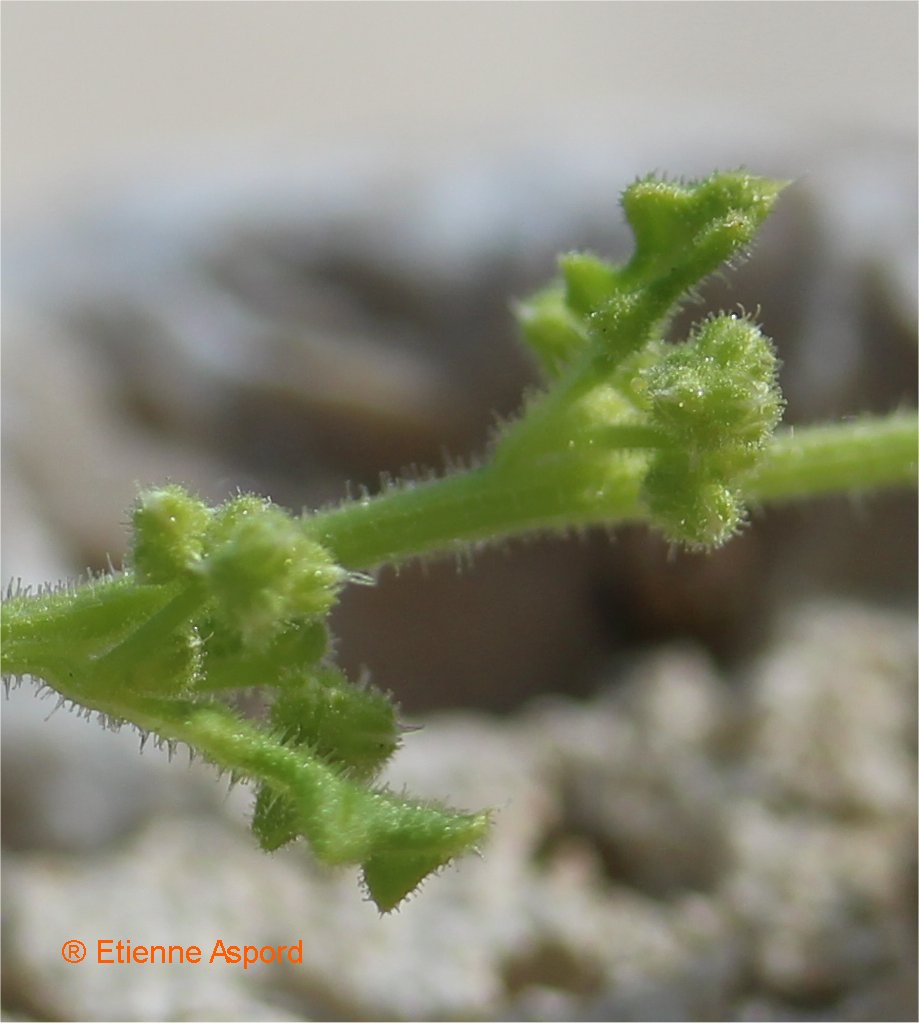 chenopodium botrys
