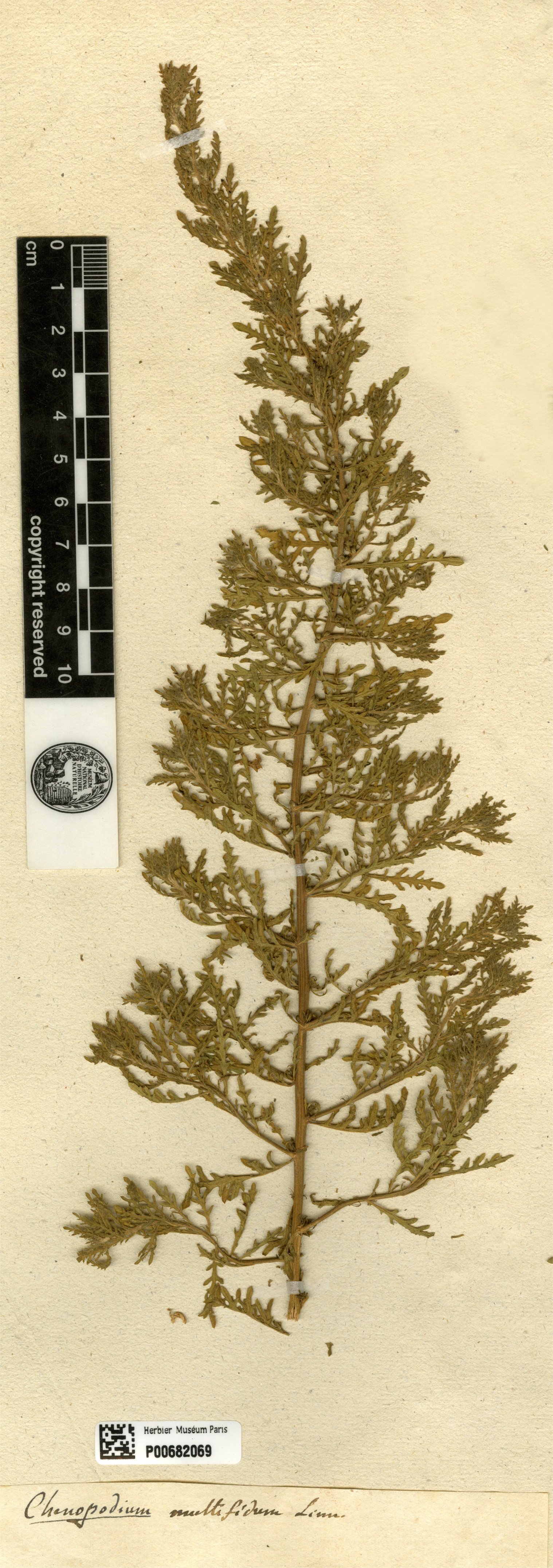 chenopodium multifidum