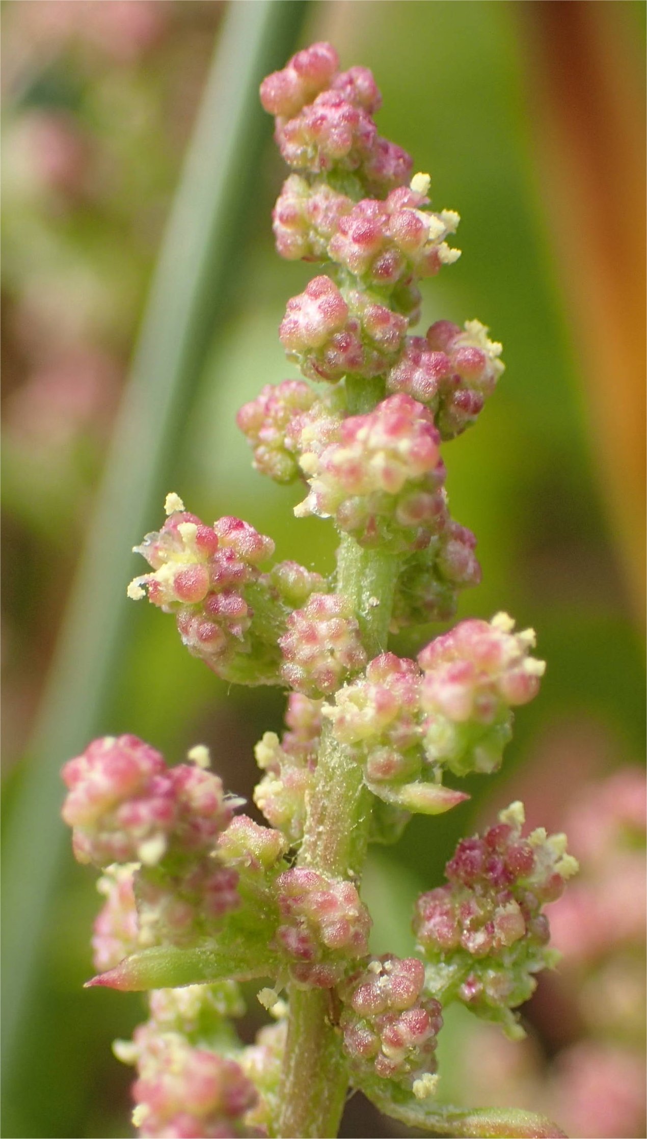 chenopodium rubrum