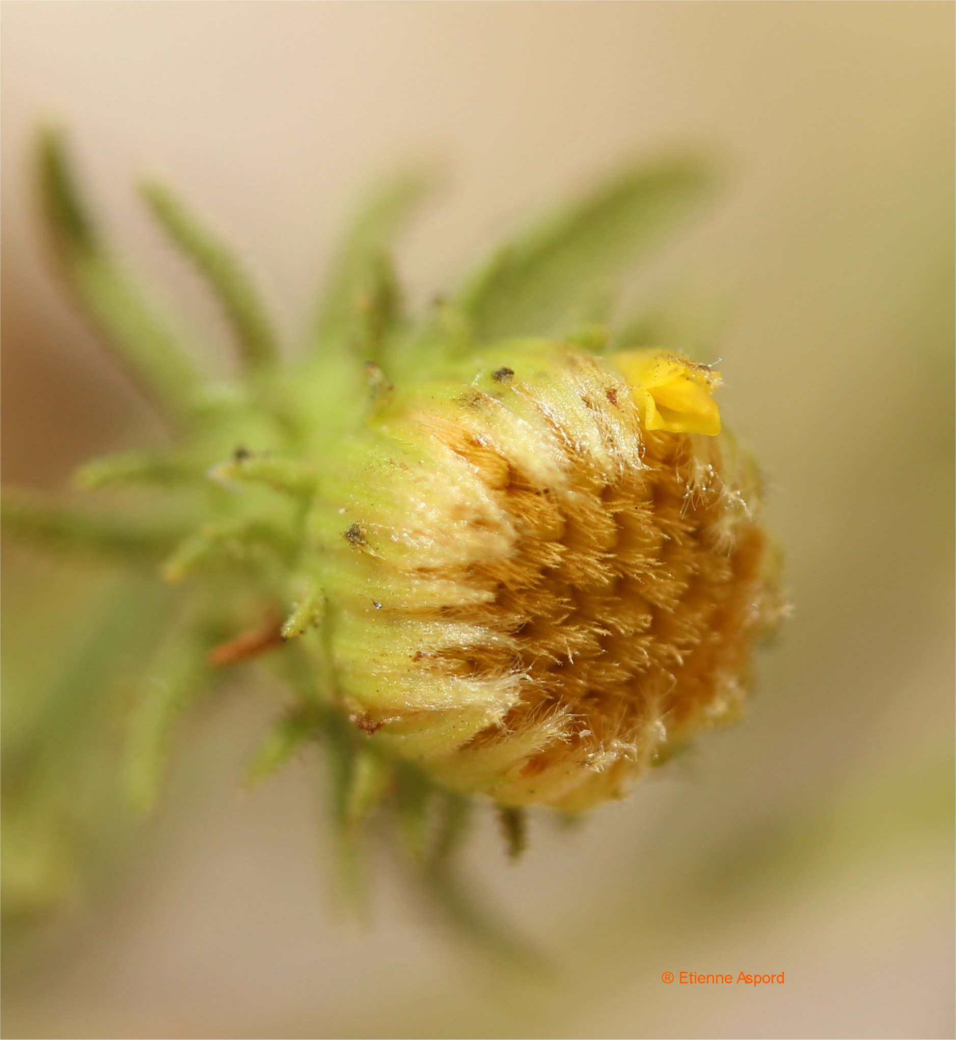 Chiliadenus saxatilischiliadenus saxatilis tout.jpg