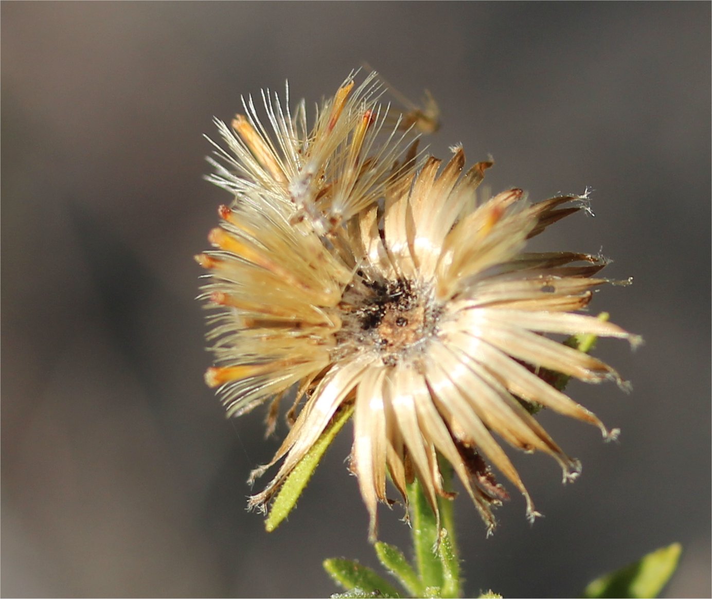Chiliadenus saxatilischiliadenus saxatilis tout.jpg