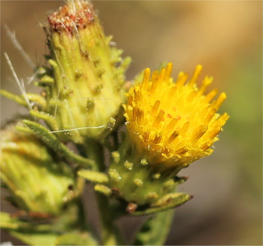 Chiliadenus saxatilischiliadenus saxatilis tout.jpg