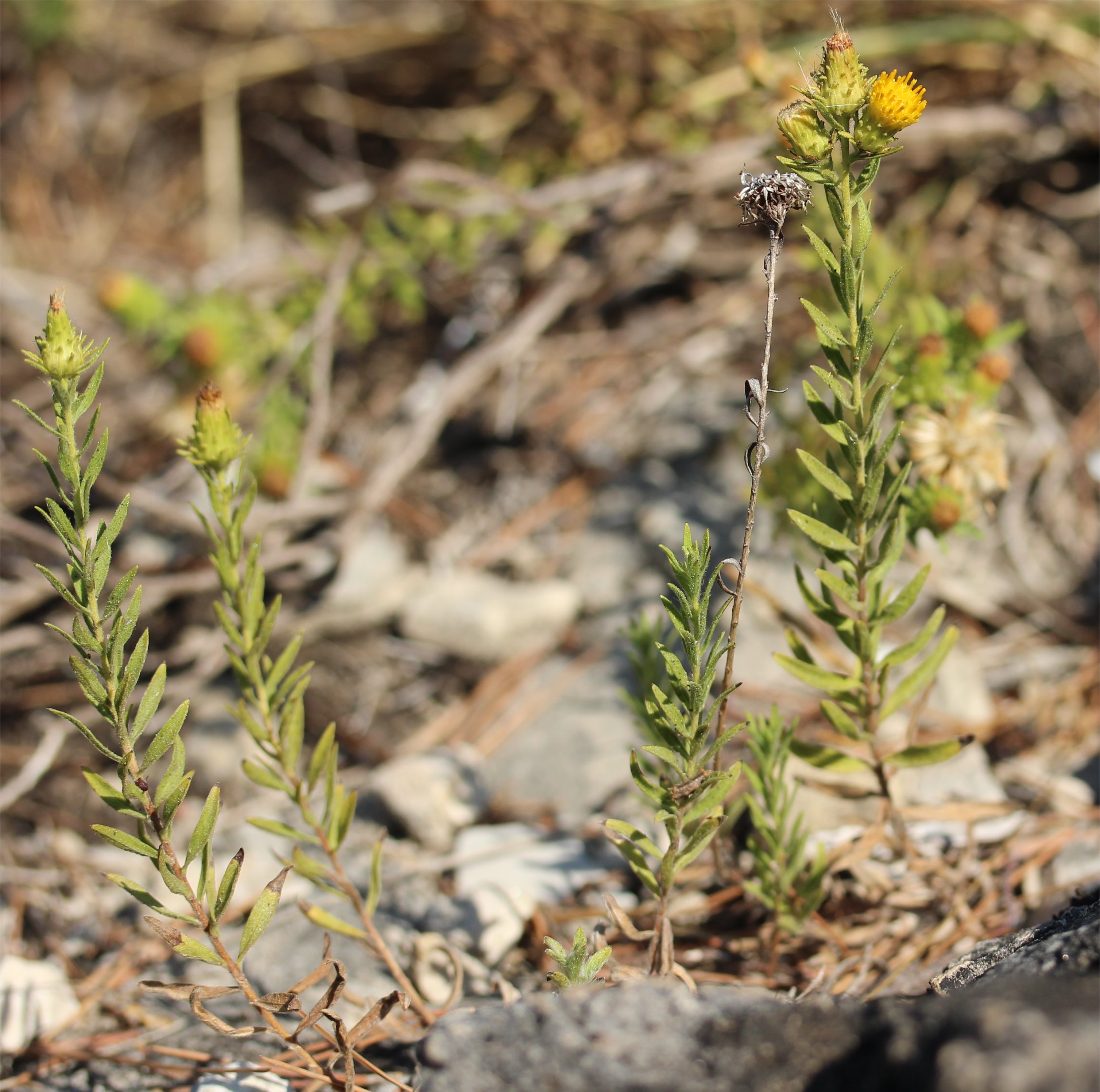 Chiliadenus saxatilischiliadenus saxatilis tout.jpg
