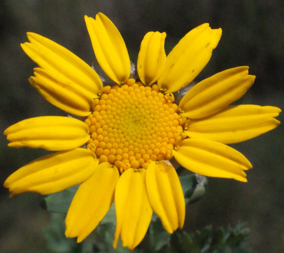 chrysanthemum segetum