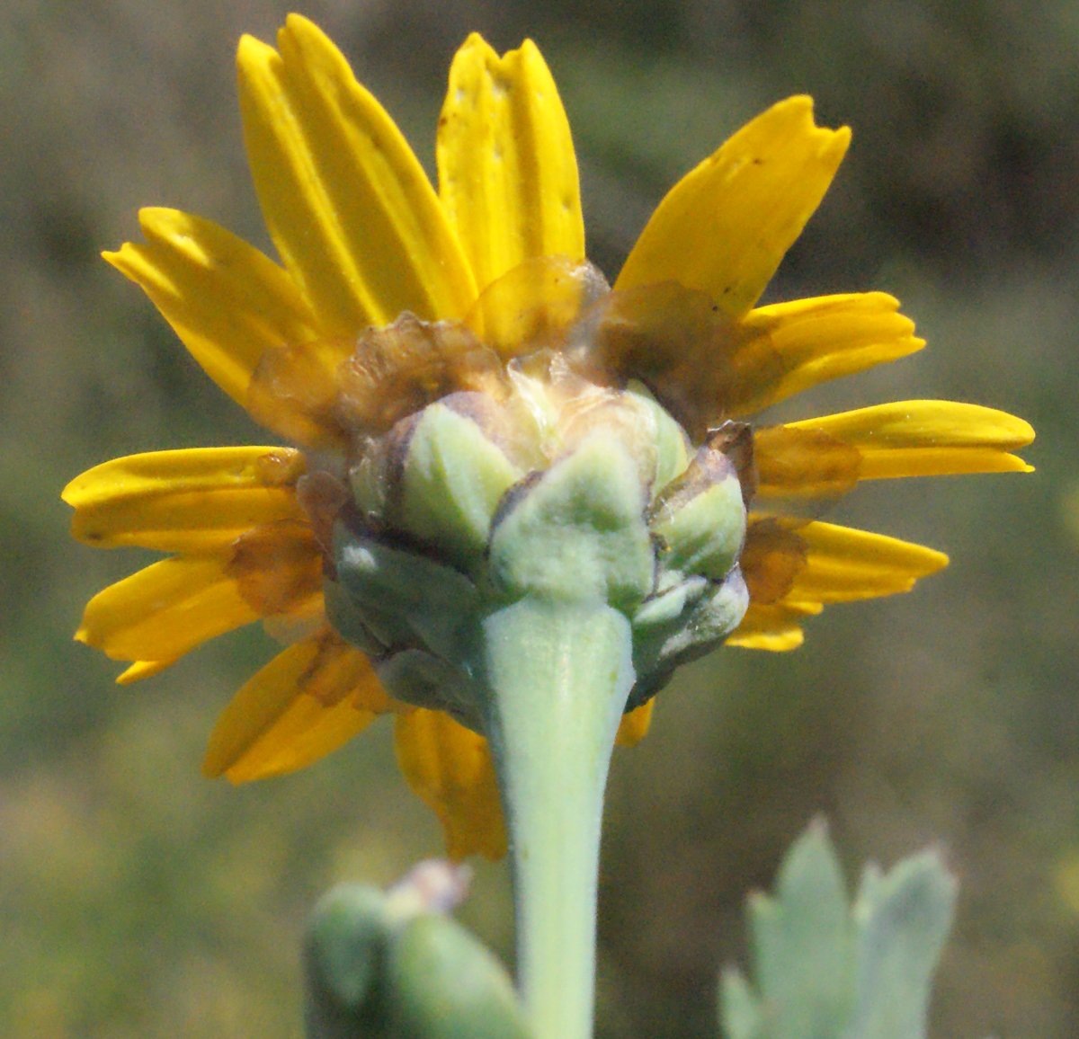 chrysanthemum segetum