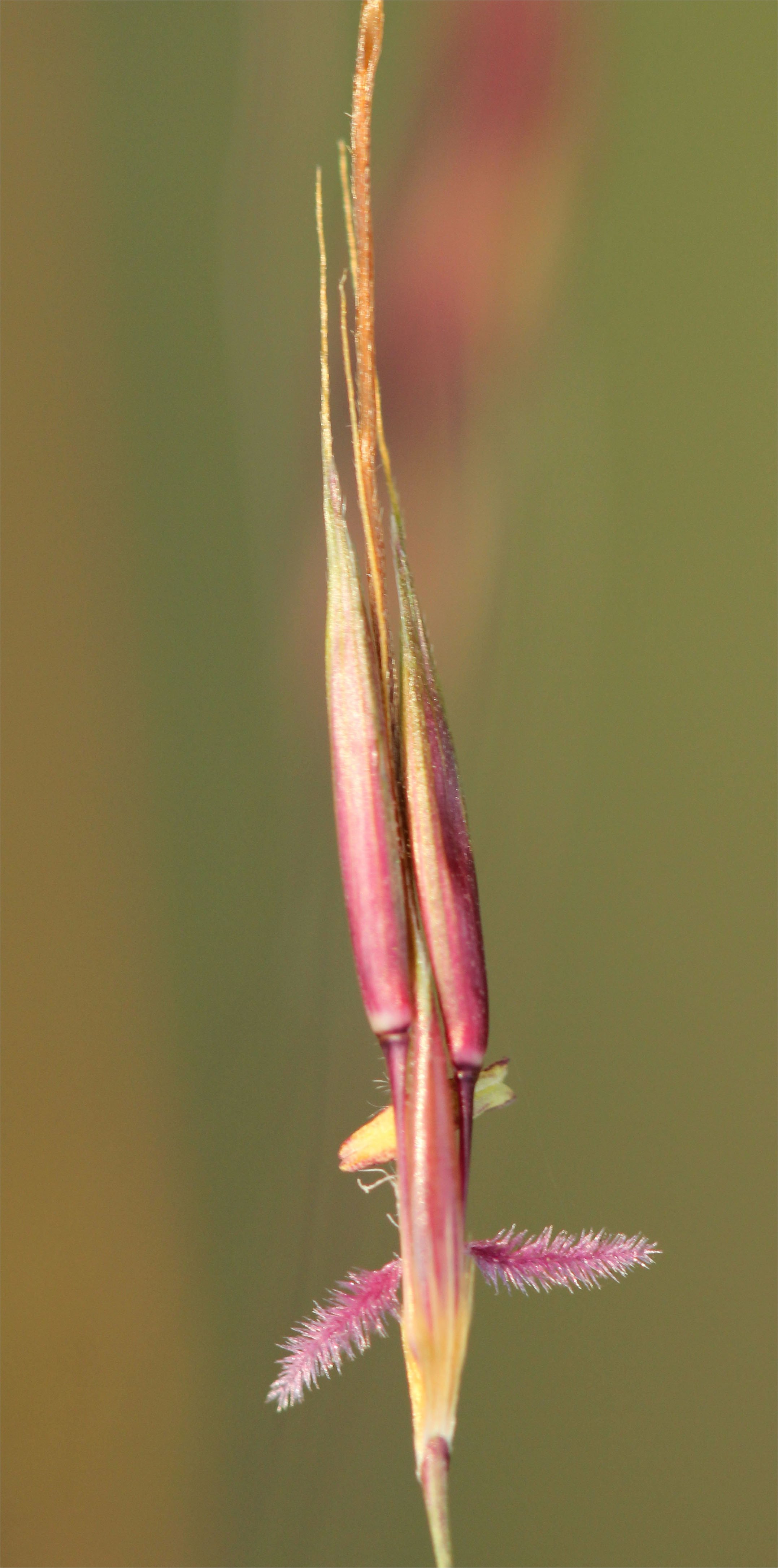 chrysopogon gryllus
