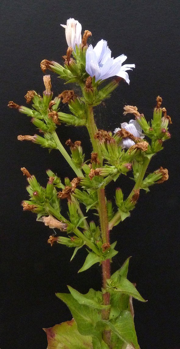 cichorium endivia tout.jpg