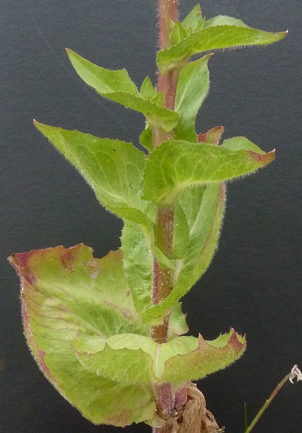 cichorium endivia tout.jpg