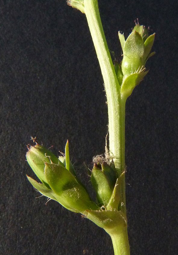 cichorium endivia tout.jpg