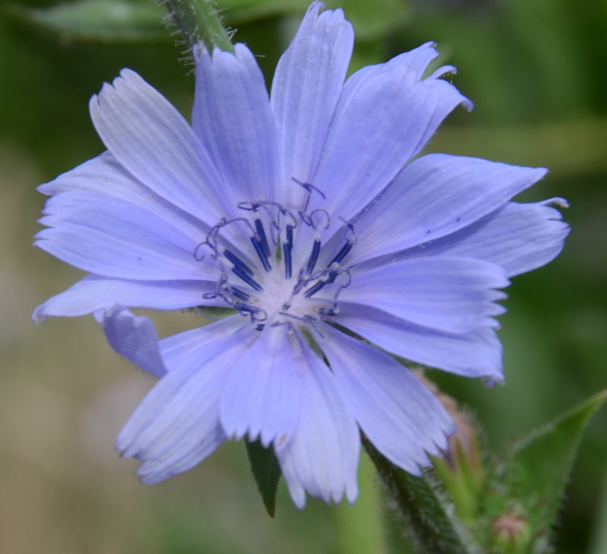 cichorium endivia tout.jpg