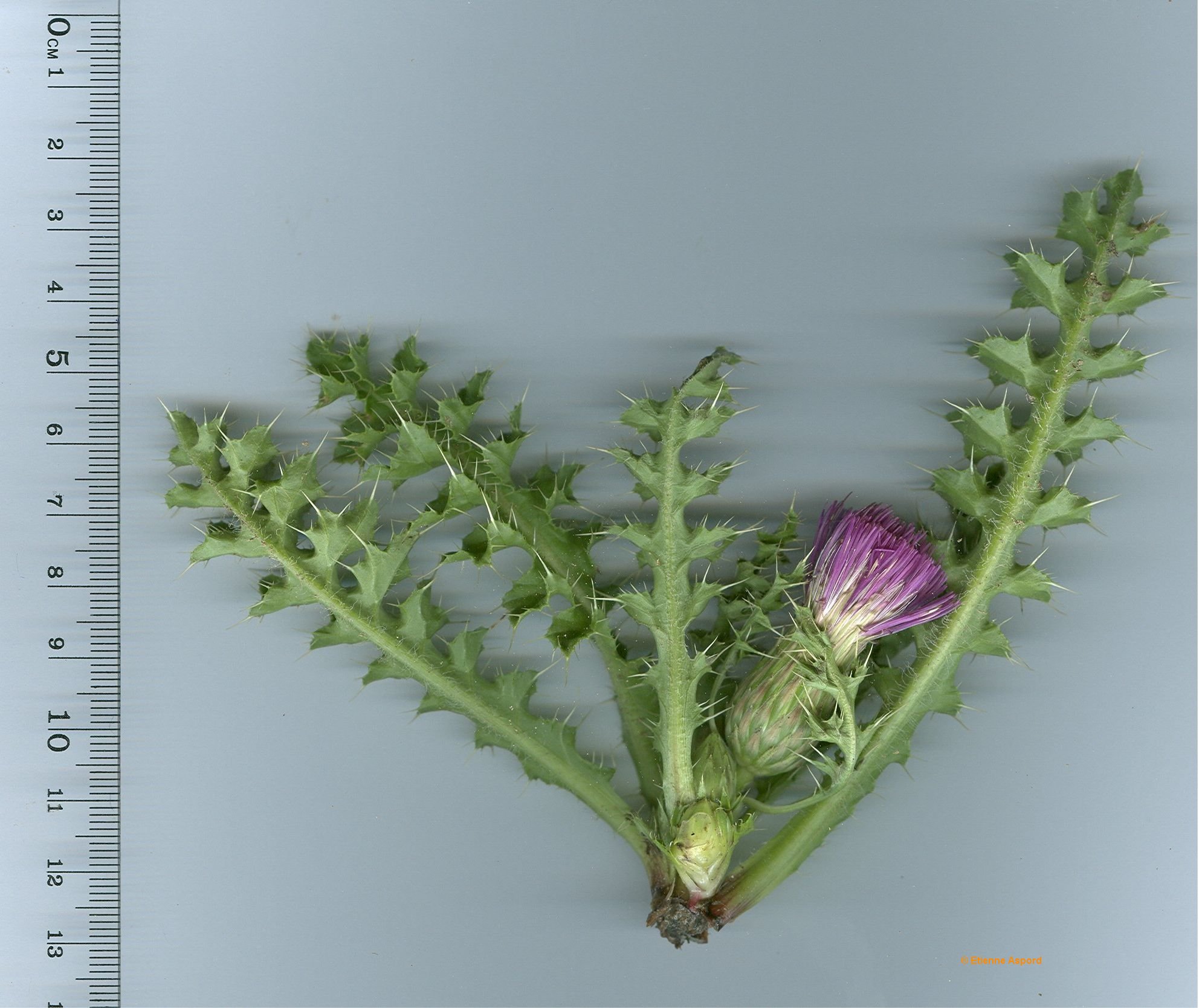 cirsium acaule