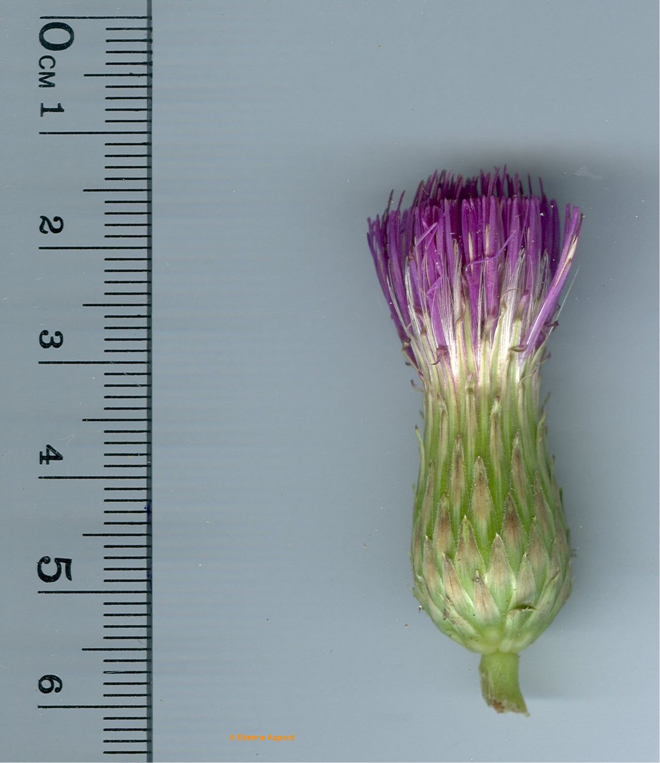 cirsium acaule