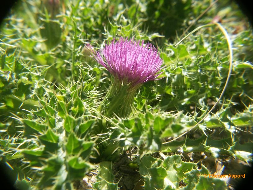 cirsium acaule