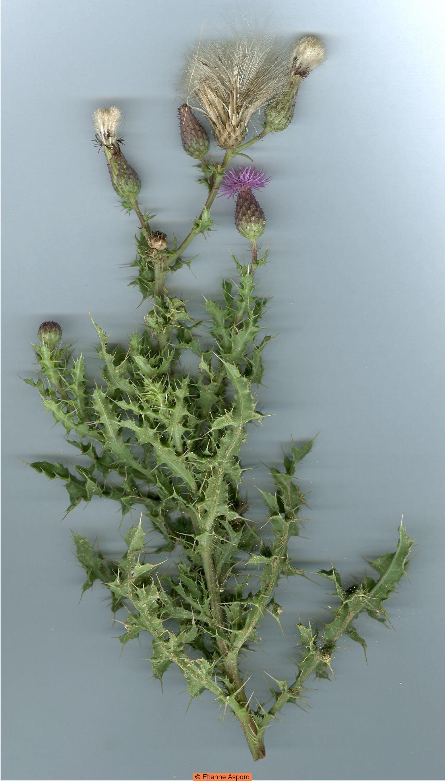 cirsium arvense
