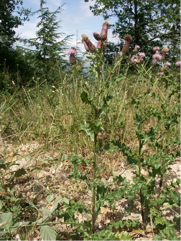 cirsium arvense