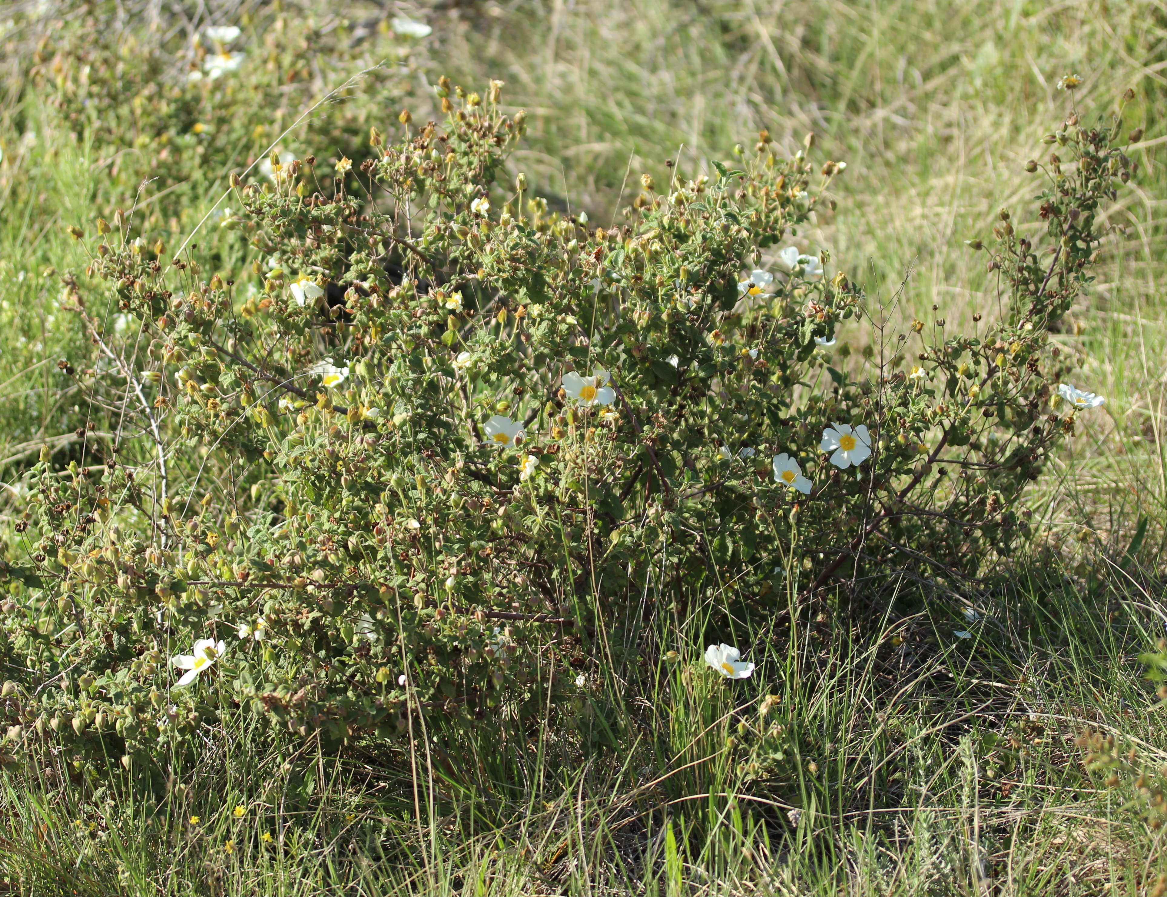 cistus salviifolius