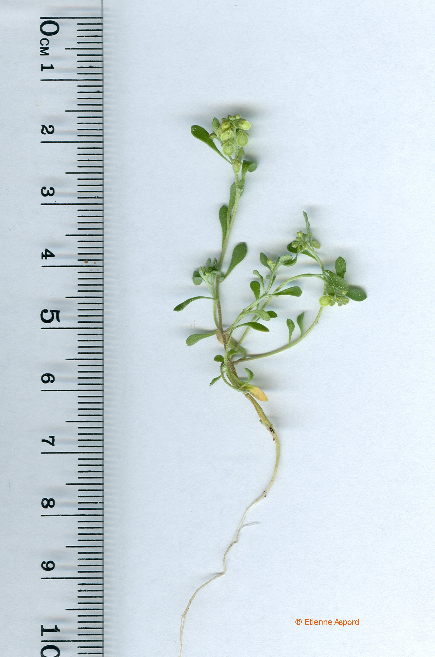 Clypeola jonthlaspiclypeola jonthlaspi