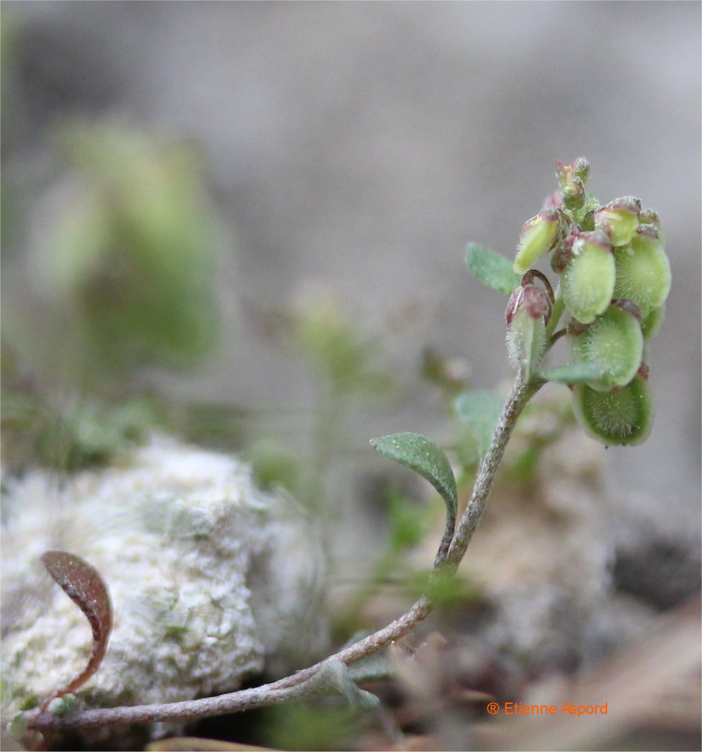 Clypeola jonthlaspiclypeola jonthlaspi
