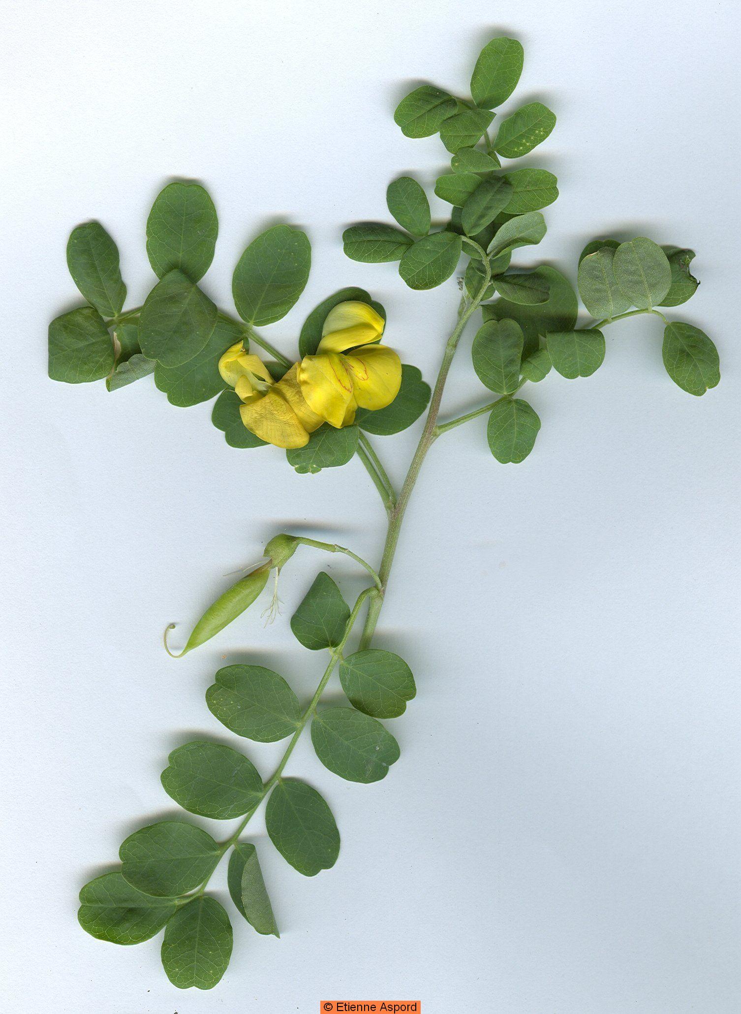Colutea arborescenscolutea arborescens
