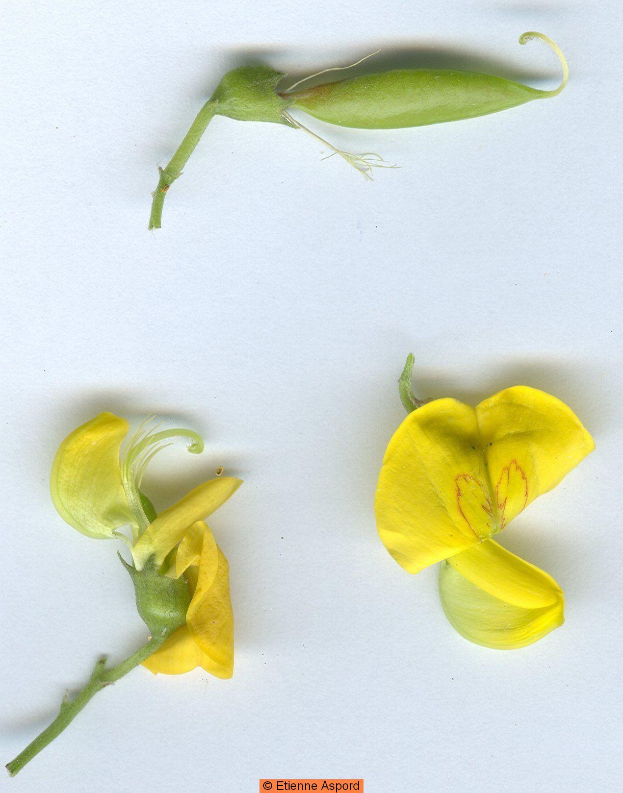 Colutea arborescenscolutea arborescens