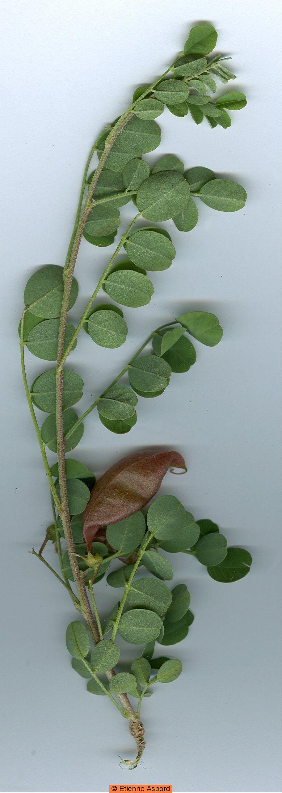 Colutea arborescenscolutea arborescens