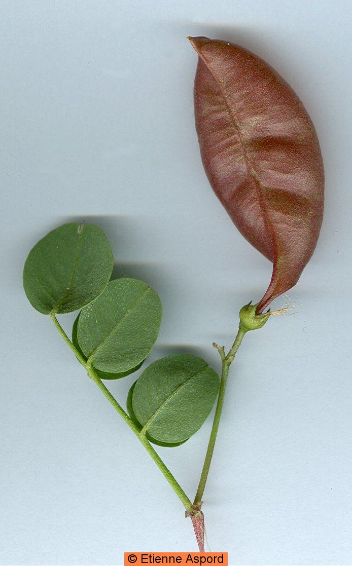 Colutea arborescenscolutea arborescens