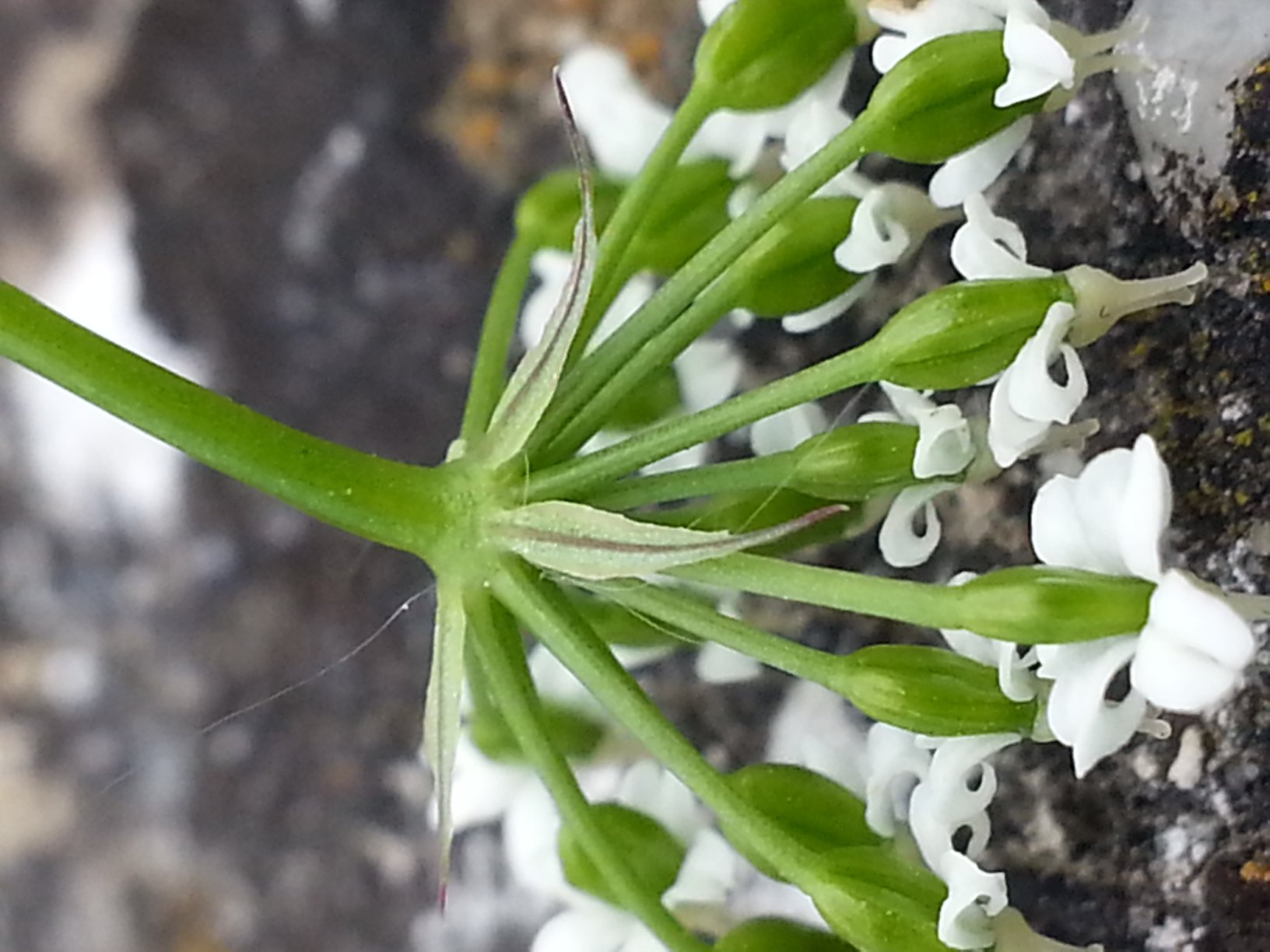 Conopodium majusconopodium majus