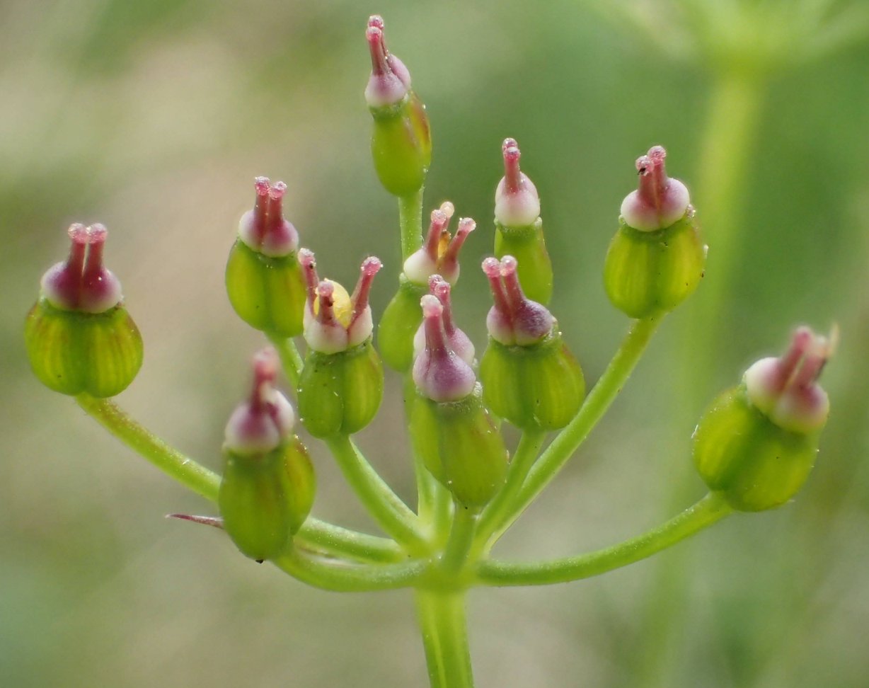 Conopodium majusconopodium majus