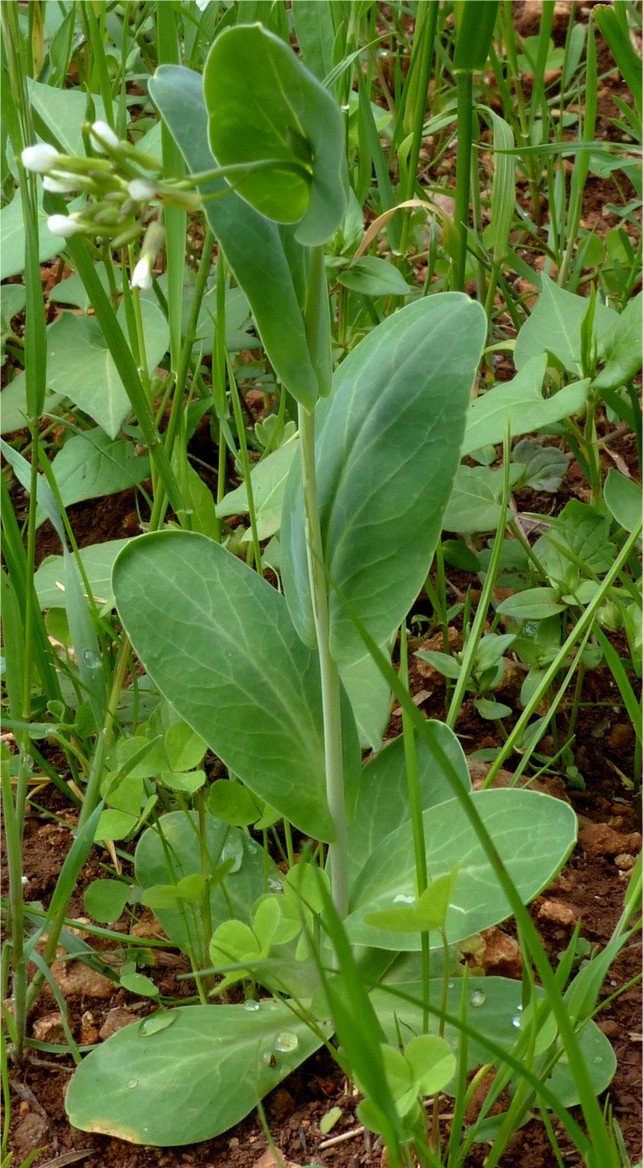 Conringia orientalisconringia orientalis