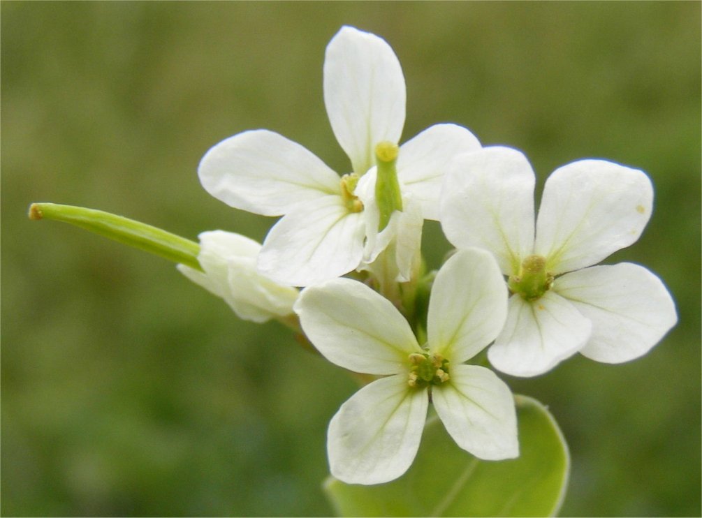 Conringia orientalisconringia orientalis