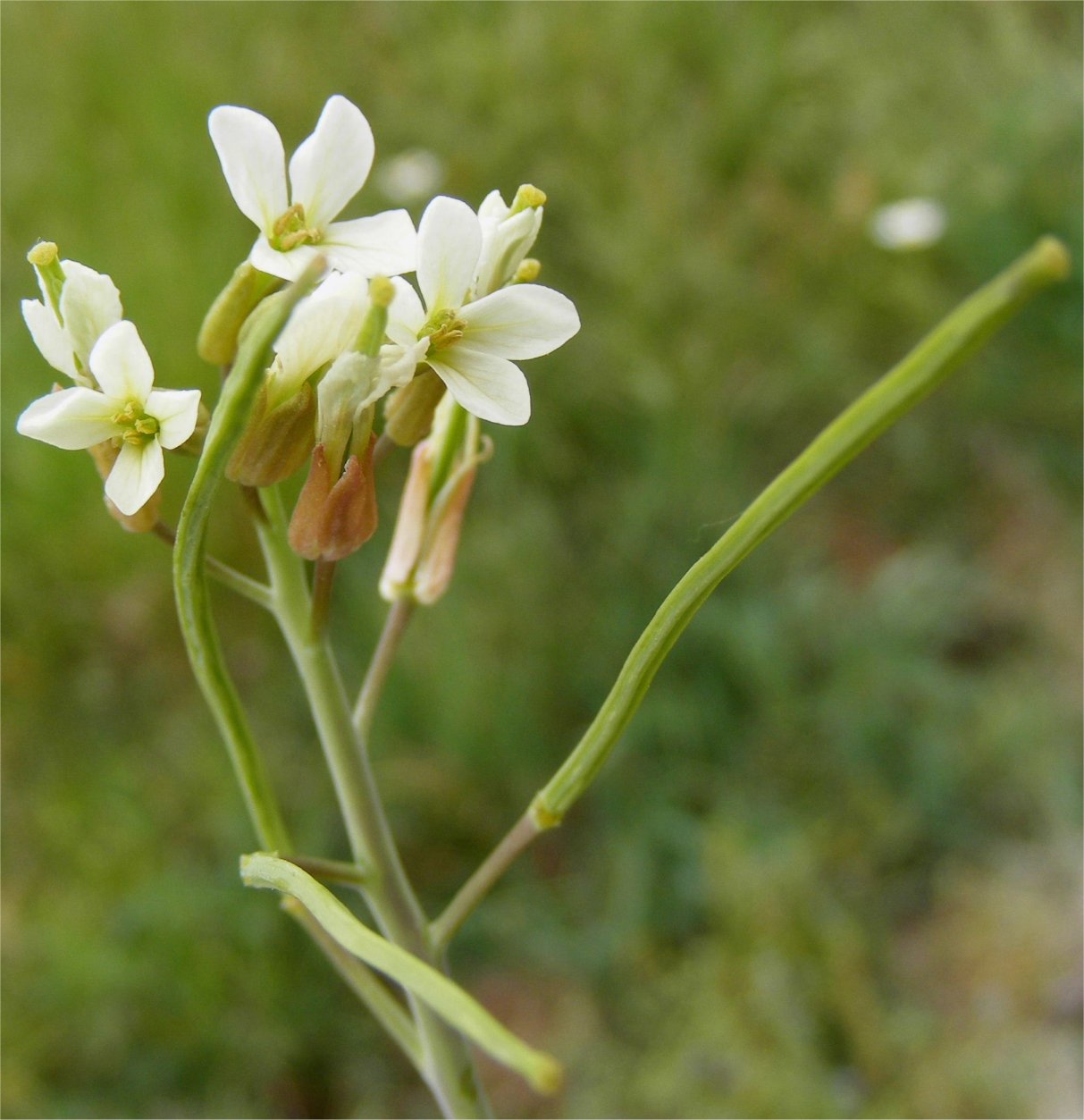 Conringia orientalisconringia orientalis