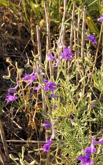 consolida pubescens