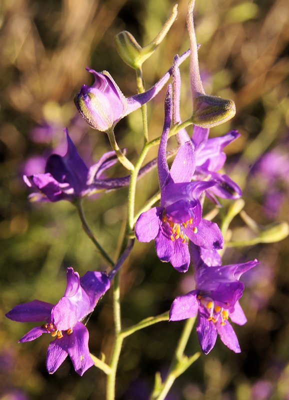 consolida pubescens