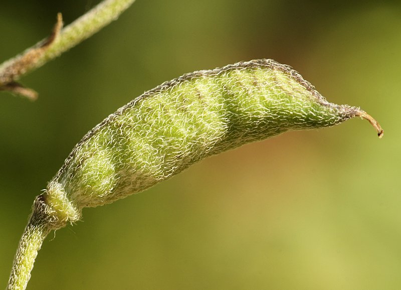 consolida pubescens