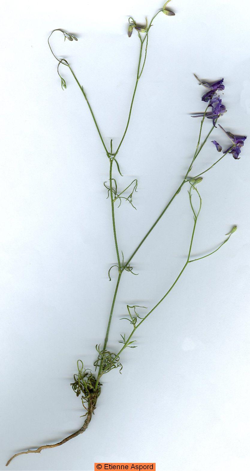 consolida regalis