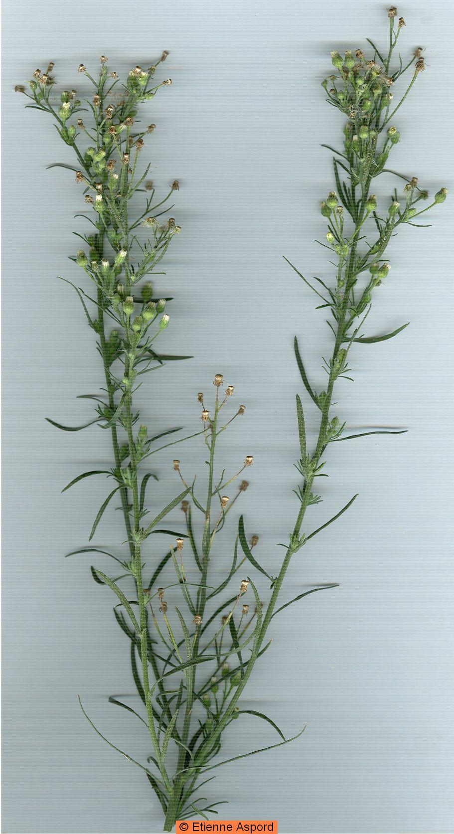 conyza bonariensis