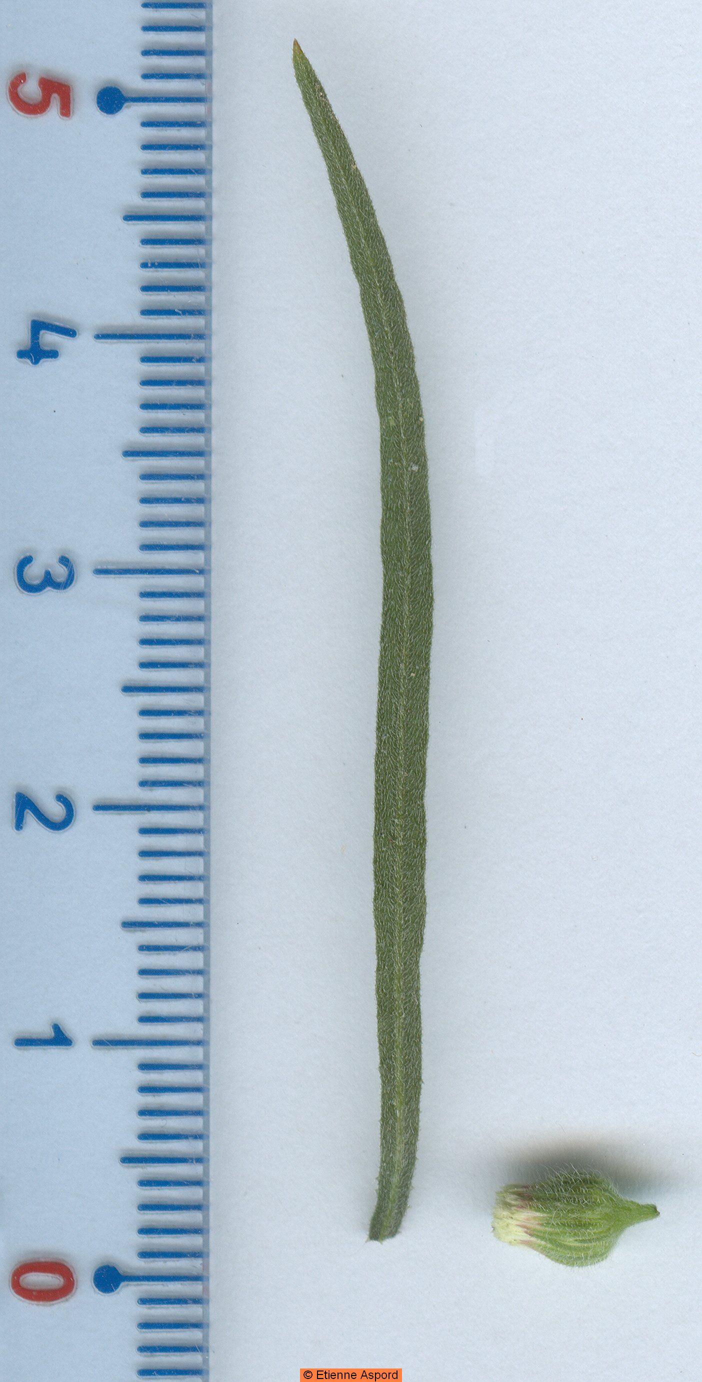 conyza bonariensis