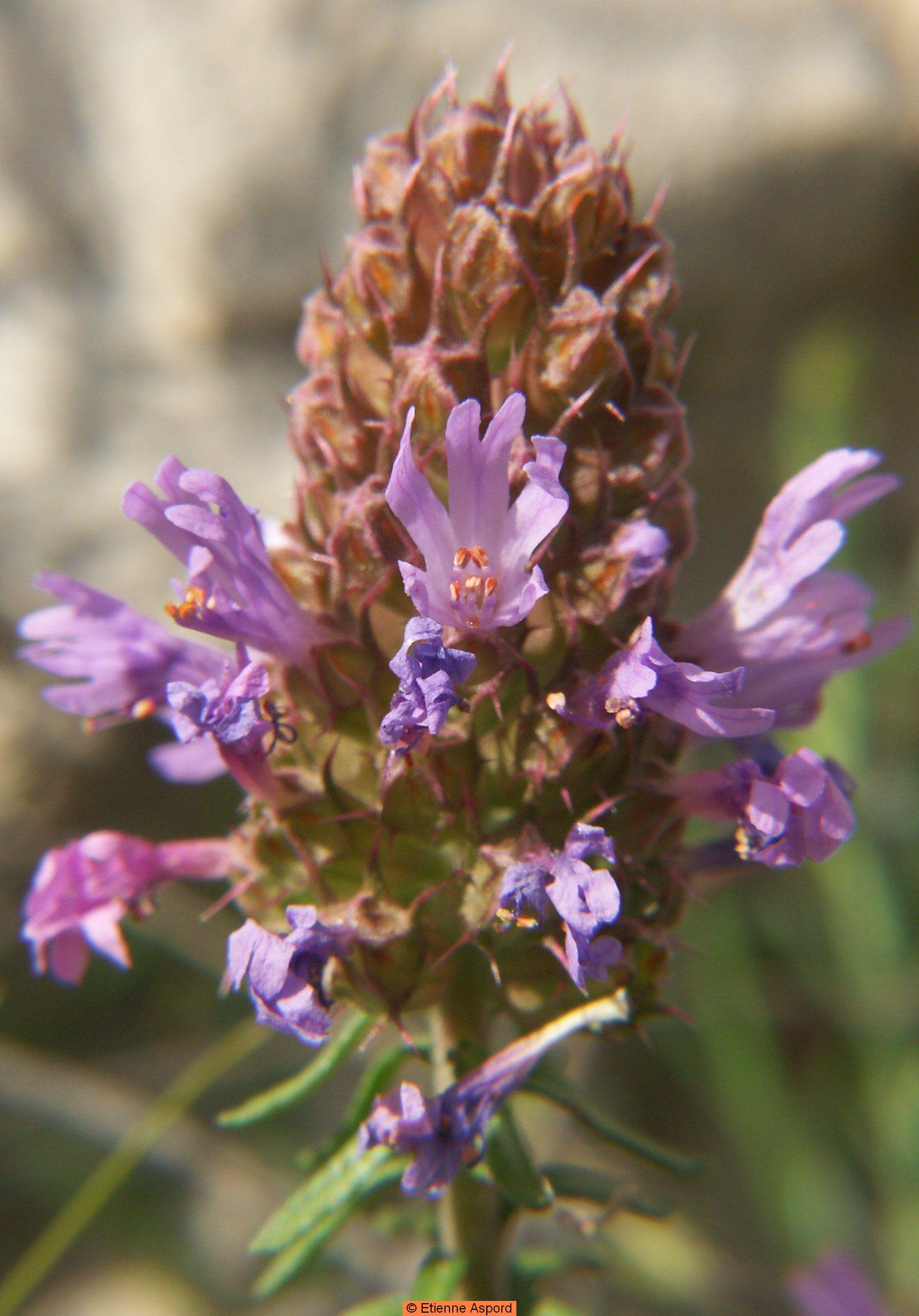 Coris monspeliensiscoris monspeliensis