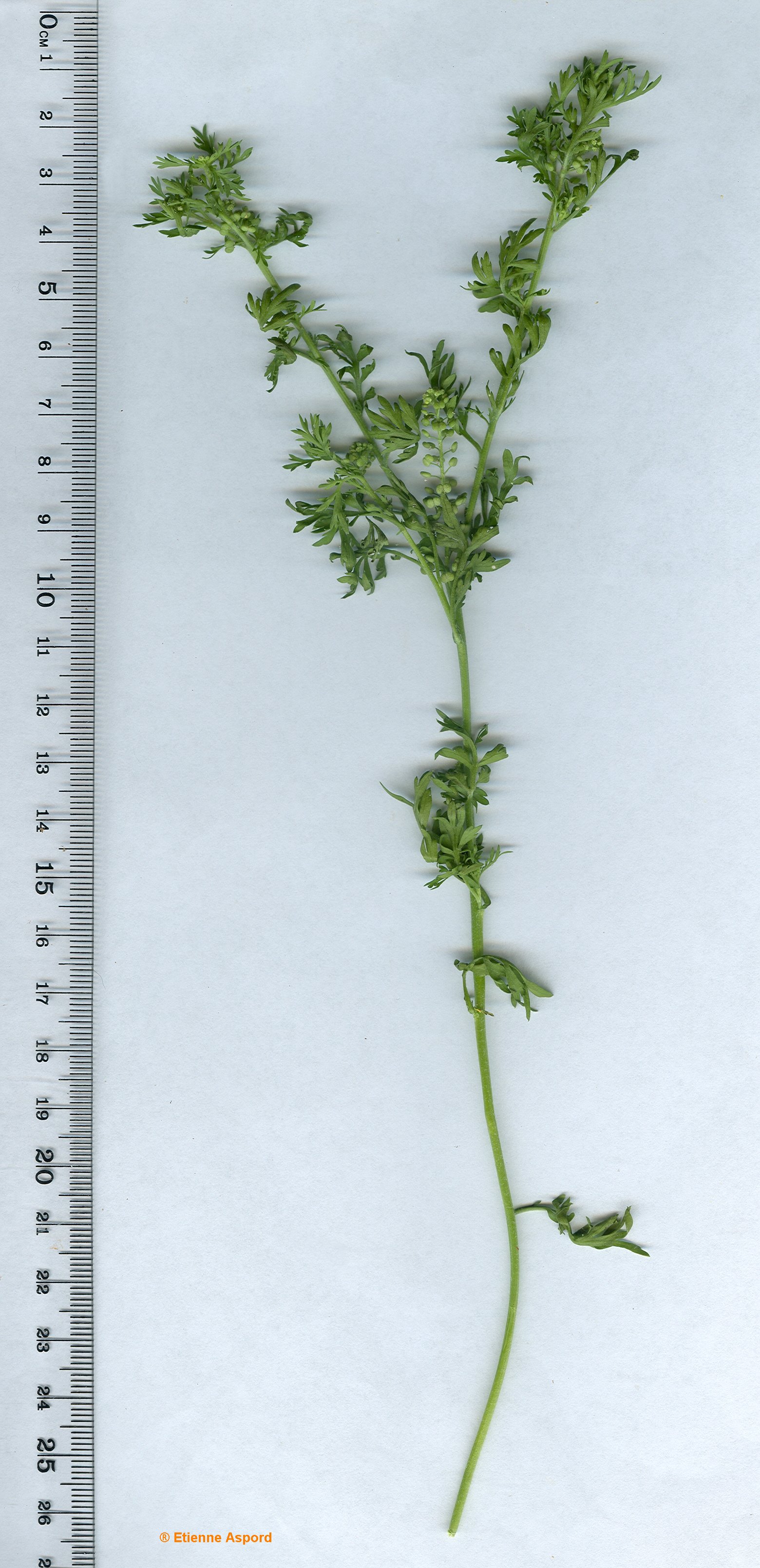 Coronopus didymuscoronopus didymus