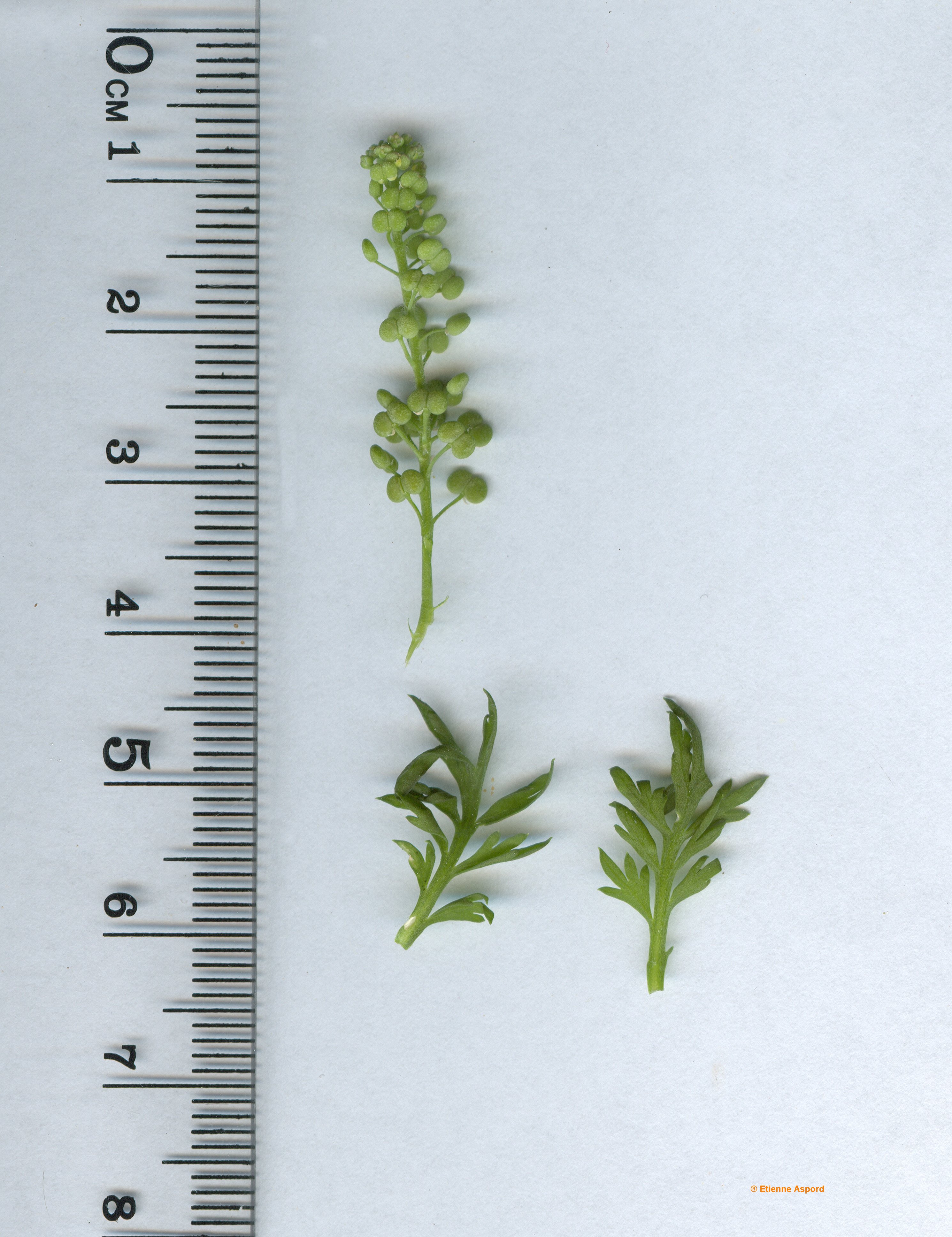 Coronopus didymuscoronopus didymus