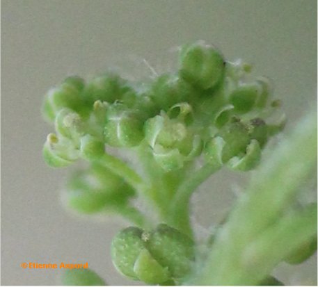 Coronopus didymuscoronopus didymus