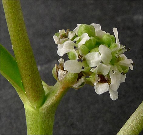 coronopus squamatus