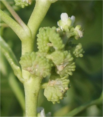 coronopus squamatus