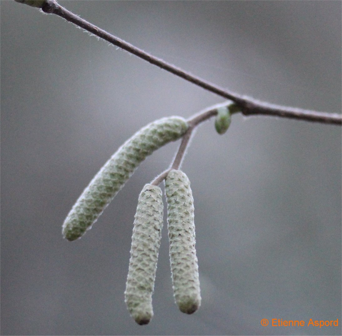 Corylus avellana