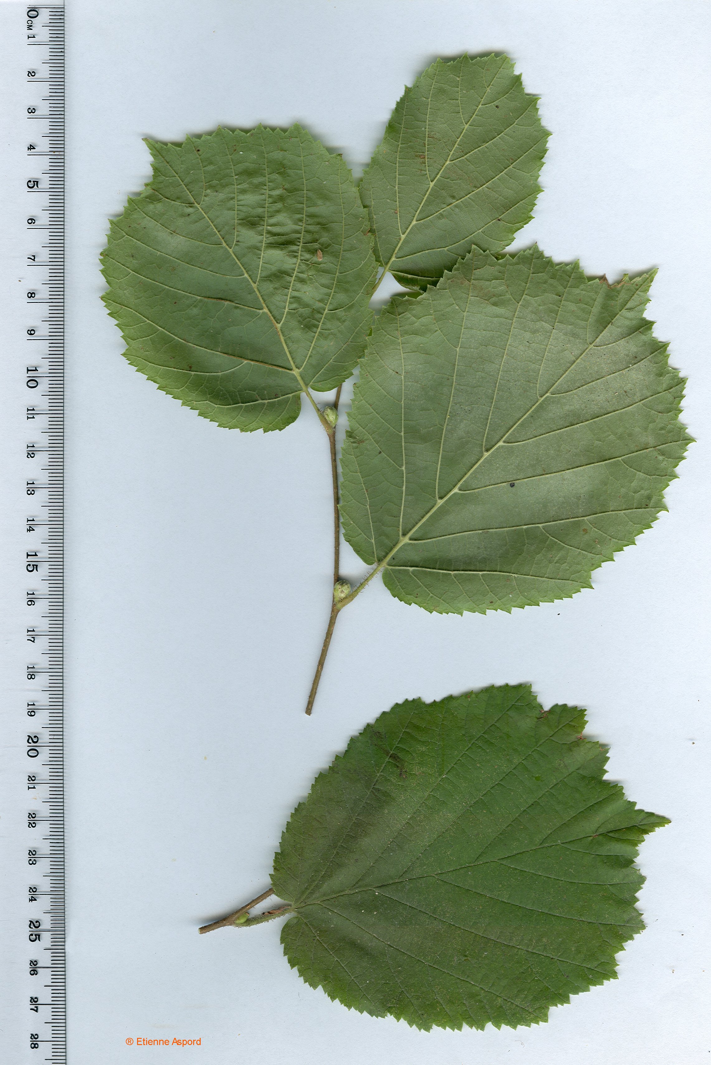 Corylus avellana