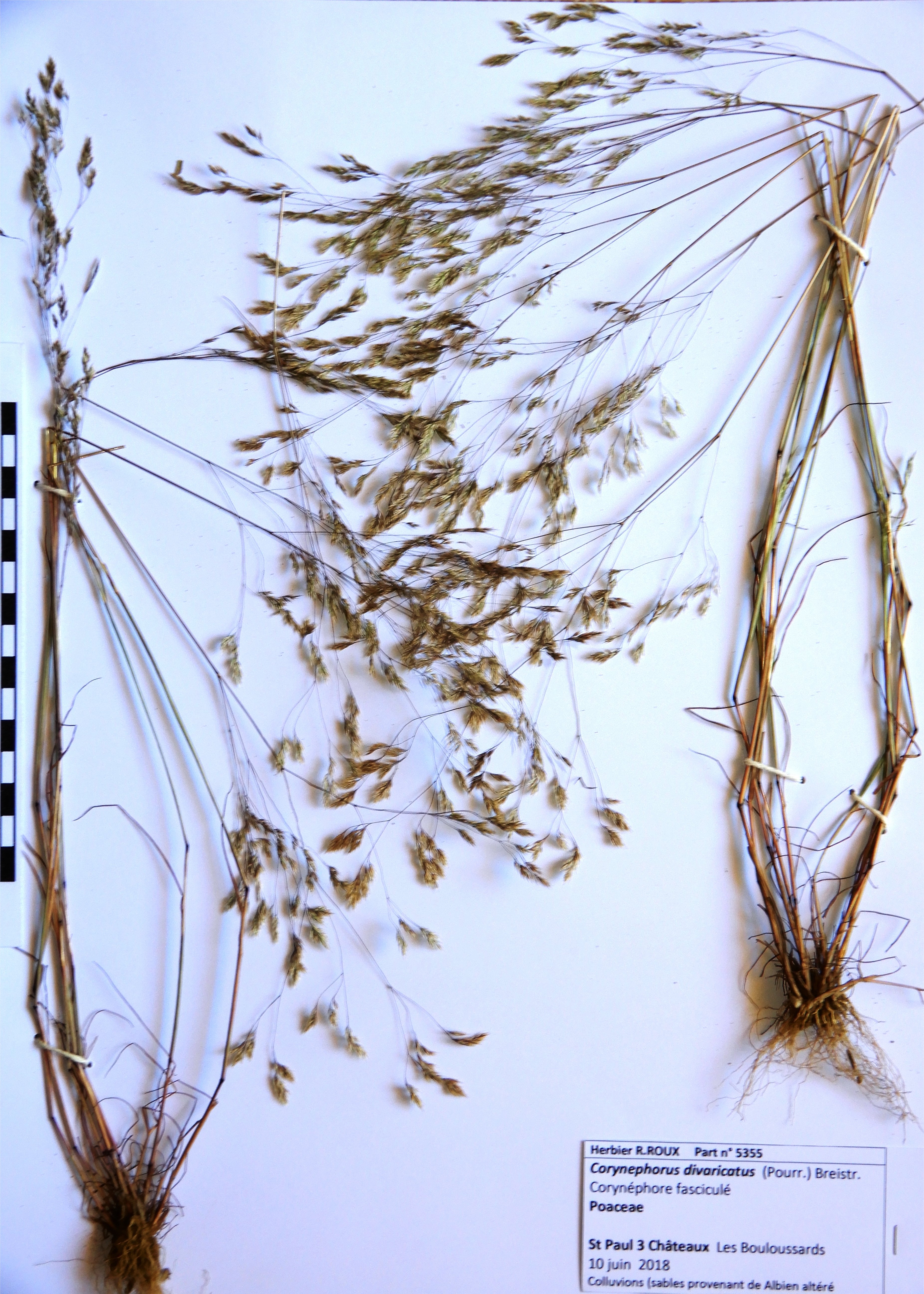 Corynephorus divaricatuscorynephorus divaricatus