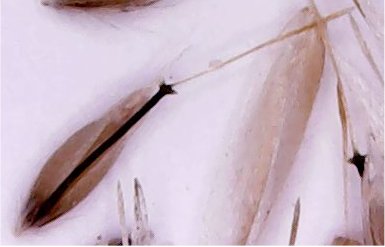Corynephorus divaricatuscorynephorus divaricatus