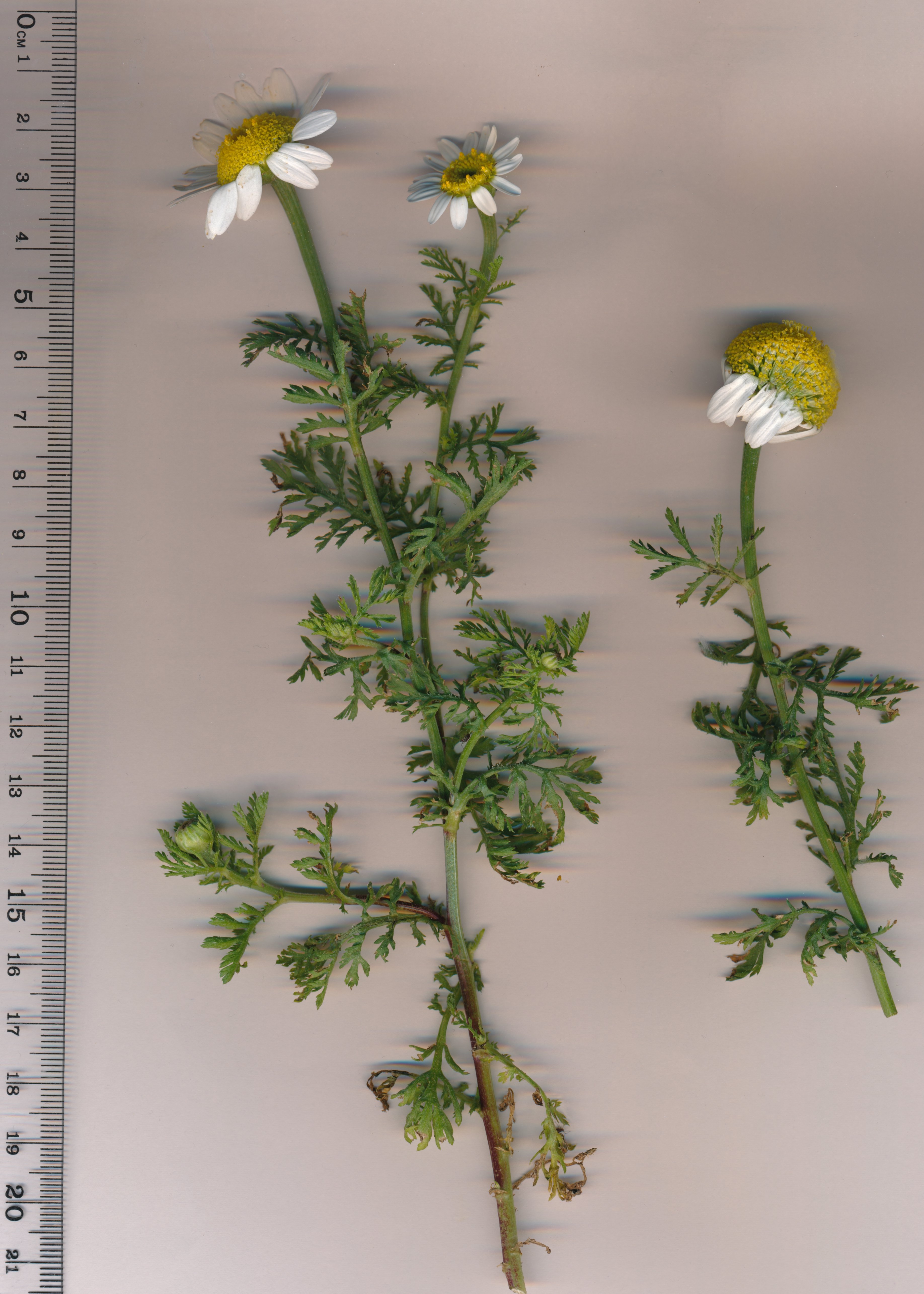 anthemis altissima